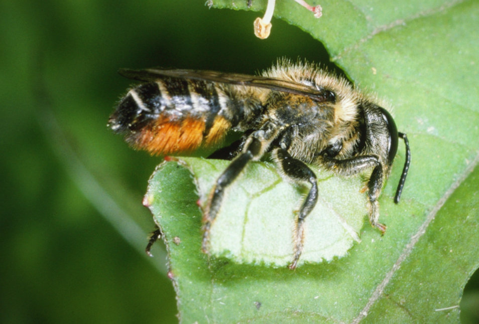 Wildbiene des Monats Juni 2020 Die Kleine Blattschneiderbiene